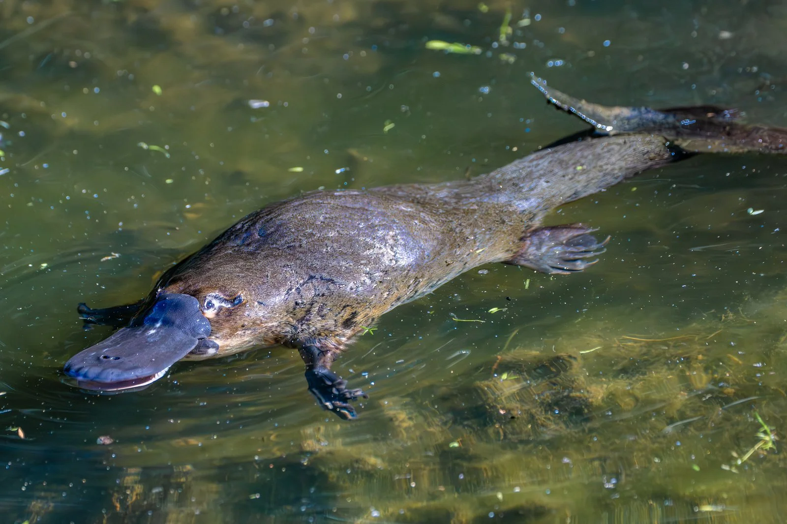 Wacol platypus monitoring

